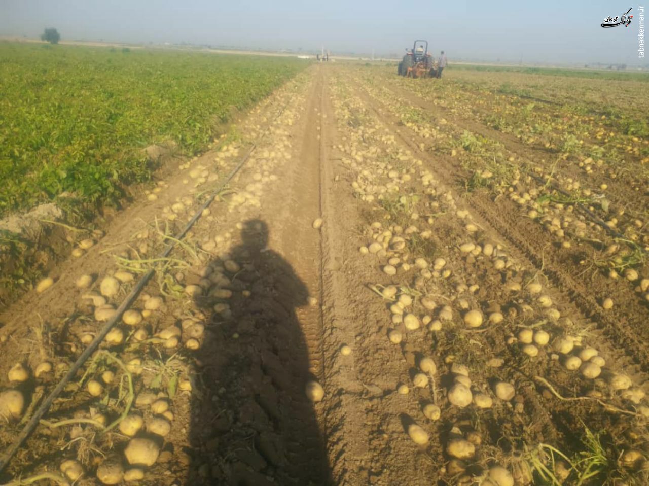 برداشت سیب زمینی از مزارع جنوب کرمان آغاز شده است
