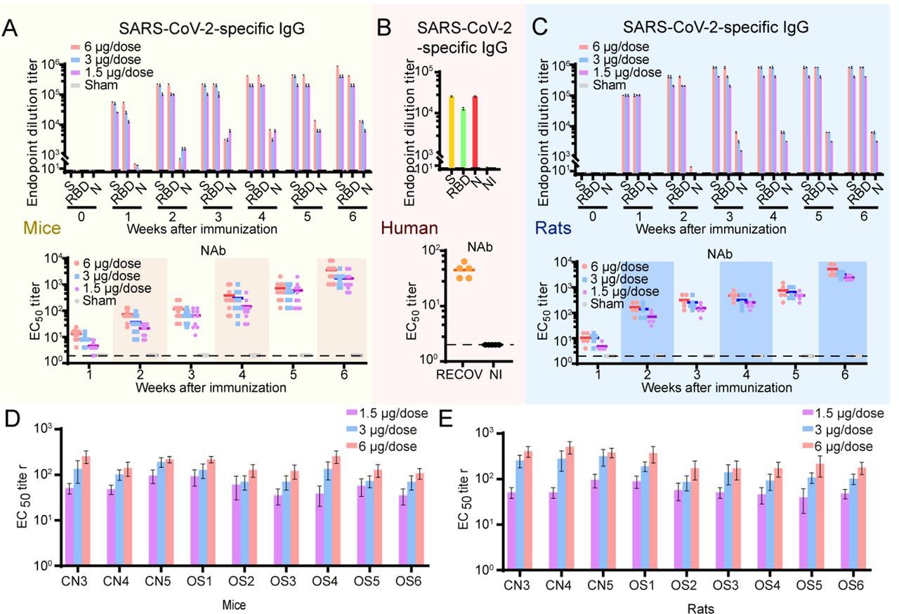 پیشرفت در دستیابی به واکسن غیر فعال برای SARS-CoV2