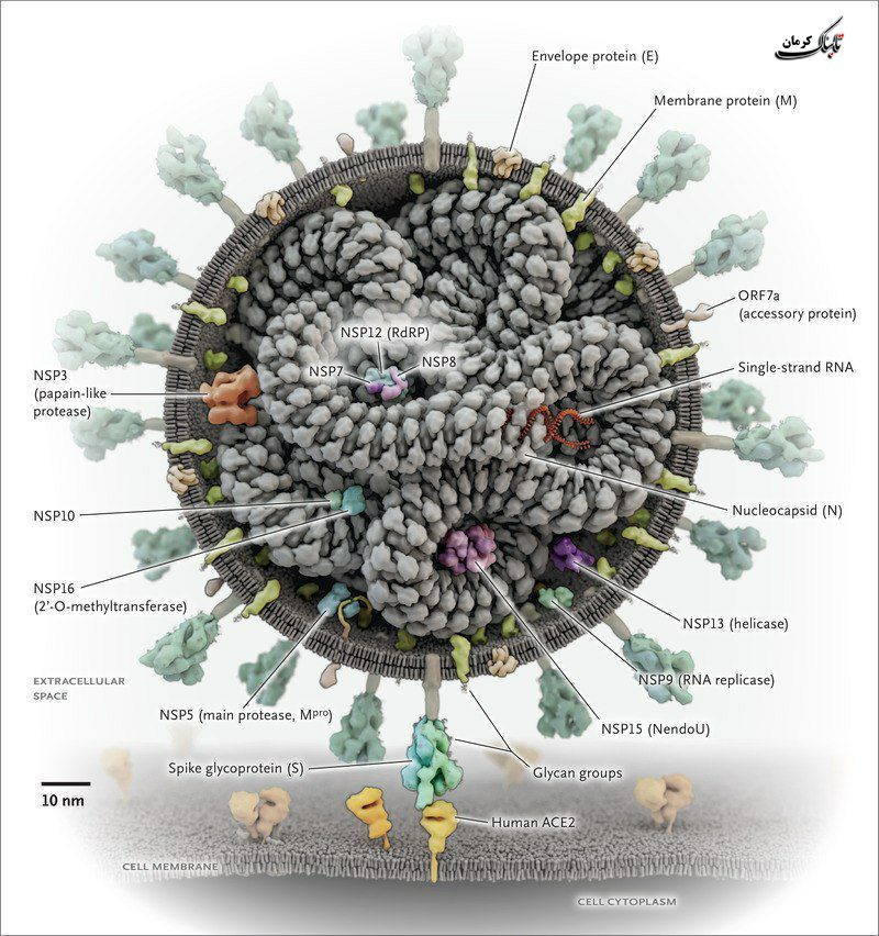 اجزا تشکیل دهنده کروناویروس ( سارس کرونا‌ویروس -۲)