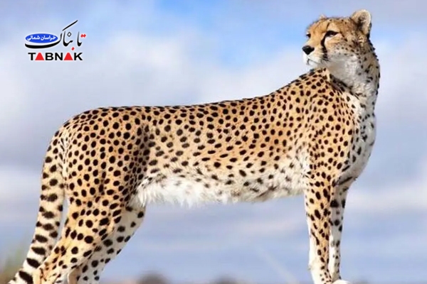 تقویت حفاظت از یوزپلنگ آسیایی در پناهگاه میاندشت با تجهیزات نوین و مشارکت محلی