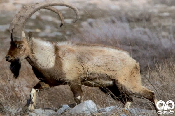 آغاز شمارش حیات&zwnj;وحش در مناطق حفاظت&zwnj;شده کهگیلویه و بویراحمد