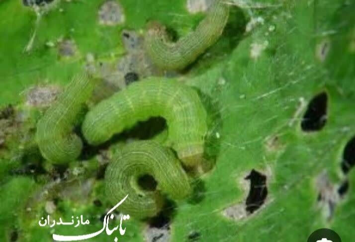 مزارع توسط آفت برگ&zwnj; خوار پاییزه در خطر نابودیست