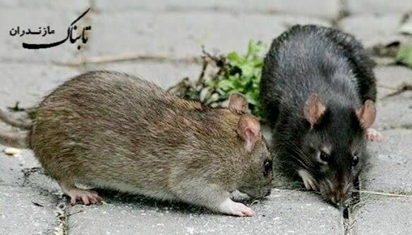 هجوم موش&zwnj;ها، معضلی زیست&zwnj;محیطی در مازندران/ زنگ خطر بهداشت عمومی به صدا درآمد + فیلم